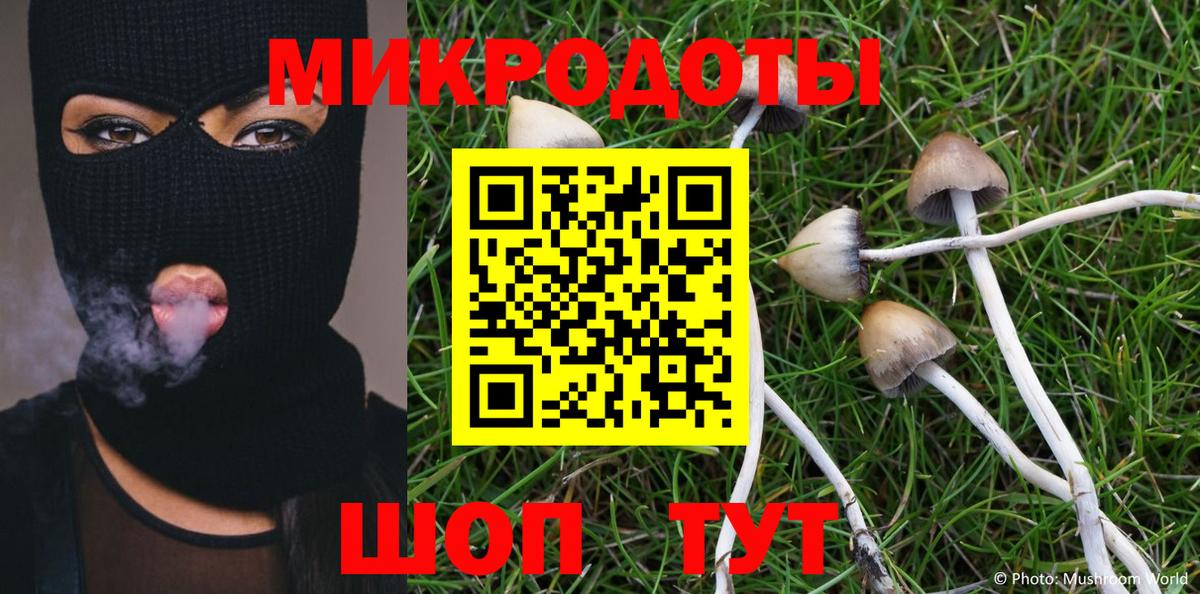 Галлюциногенные грибы Psilocybe Егорьевск